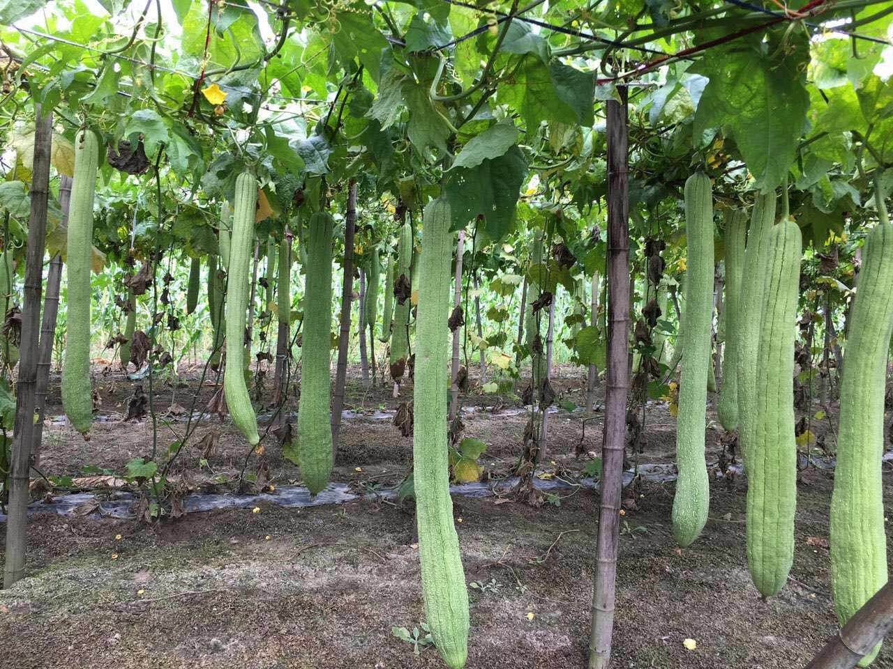 Luffa Gurkenscheiben